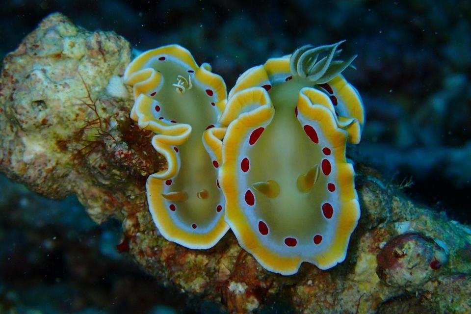 シュノーケリング教室（田島＆横島）の画像